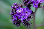 garden heliotrope